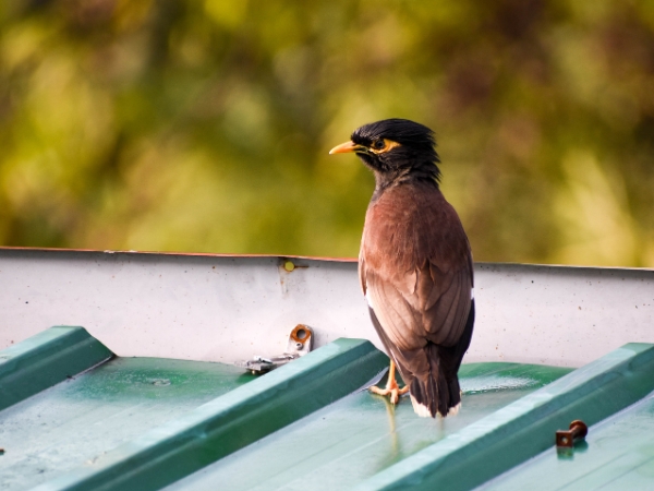 Как выгнать птиц из-под крыши дома: 8 эффективных способов